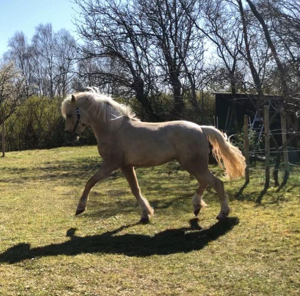 Welsh Partbred (Sec F) Høj's Obi Wan billede 12