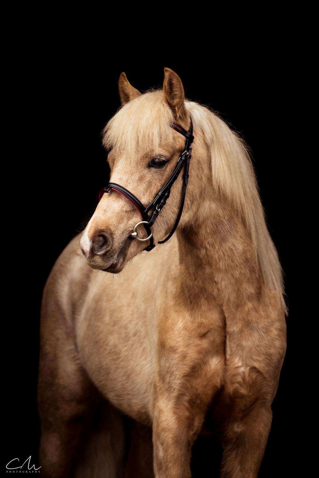 Welsh Partbred (Sec F) Høj's Obi Wan billede 2