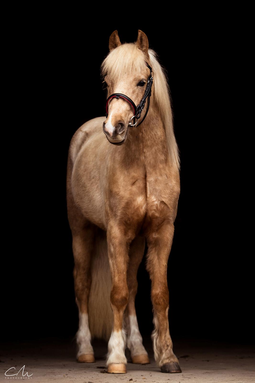 Welsh Partbred (Sec F) Høj's Obi Wan billede 1