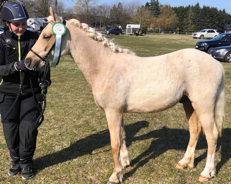 Welsh Partbred (Sec F) Høj's Obi Wan billede 7