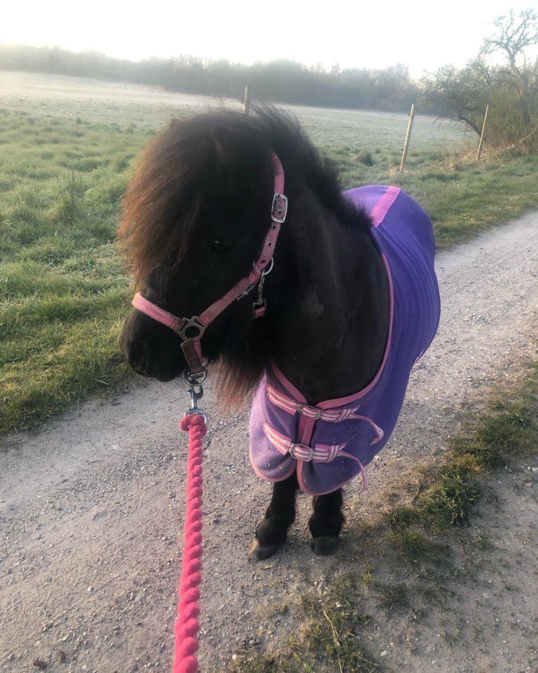 Anden særlig race Isabella Randrup (Bella)  billede 6