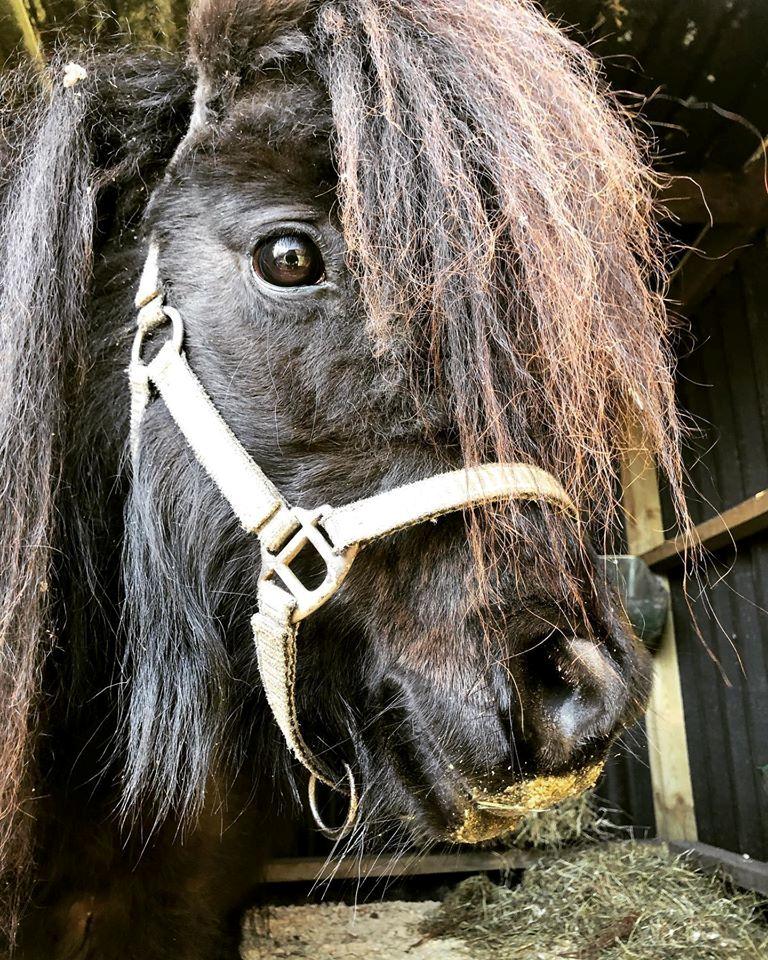 Anden særlig race Isabella Randrup (Bella)  billede 2