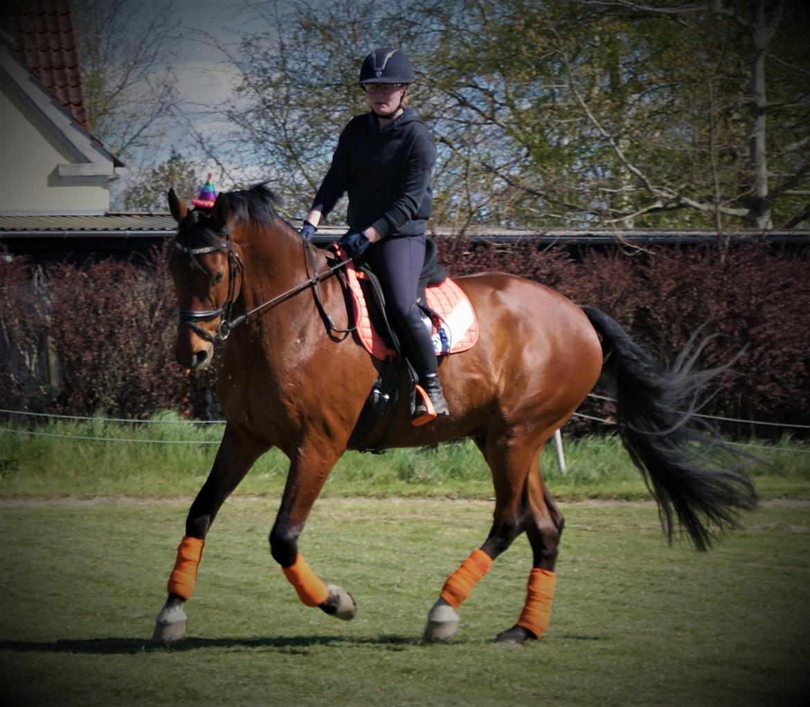 Dansk Varmblod • LERO NYGÅRDSTOFT • - april 2020 billede 13