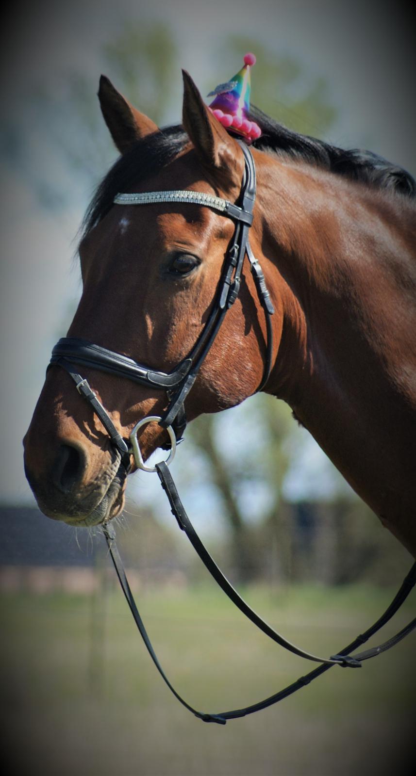 Dansk Varmblod • LERO NYGÅRDSTOFT • - april 2020 billede 8