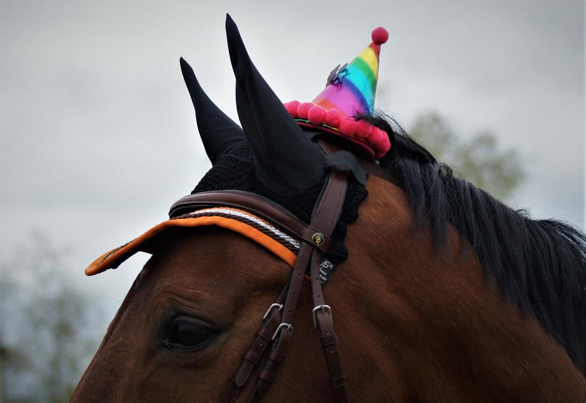 Dansk Varmblod • LERO NYGÅRDSTOFT • billede 20