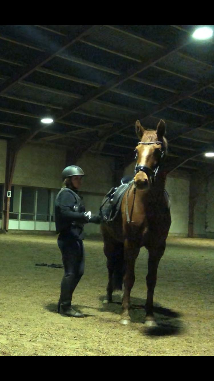 Hollandsk Varmblod Gunette billede 3