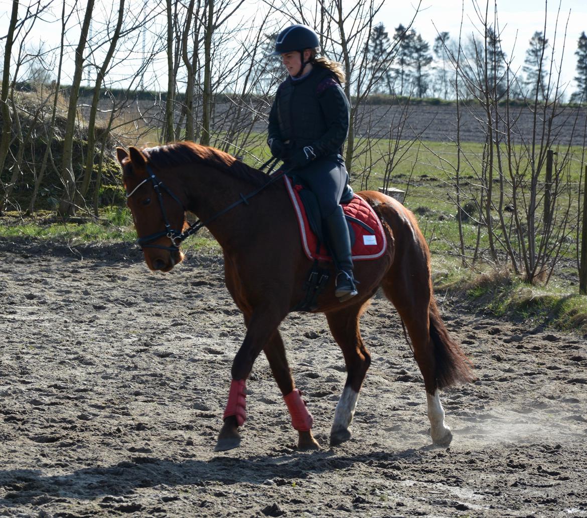 Hollandsk Varmblod Gunette billede 8