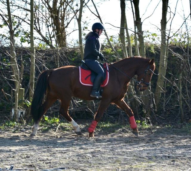 Hollandsk Varmblod Gunette billede 12