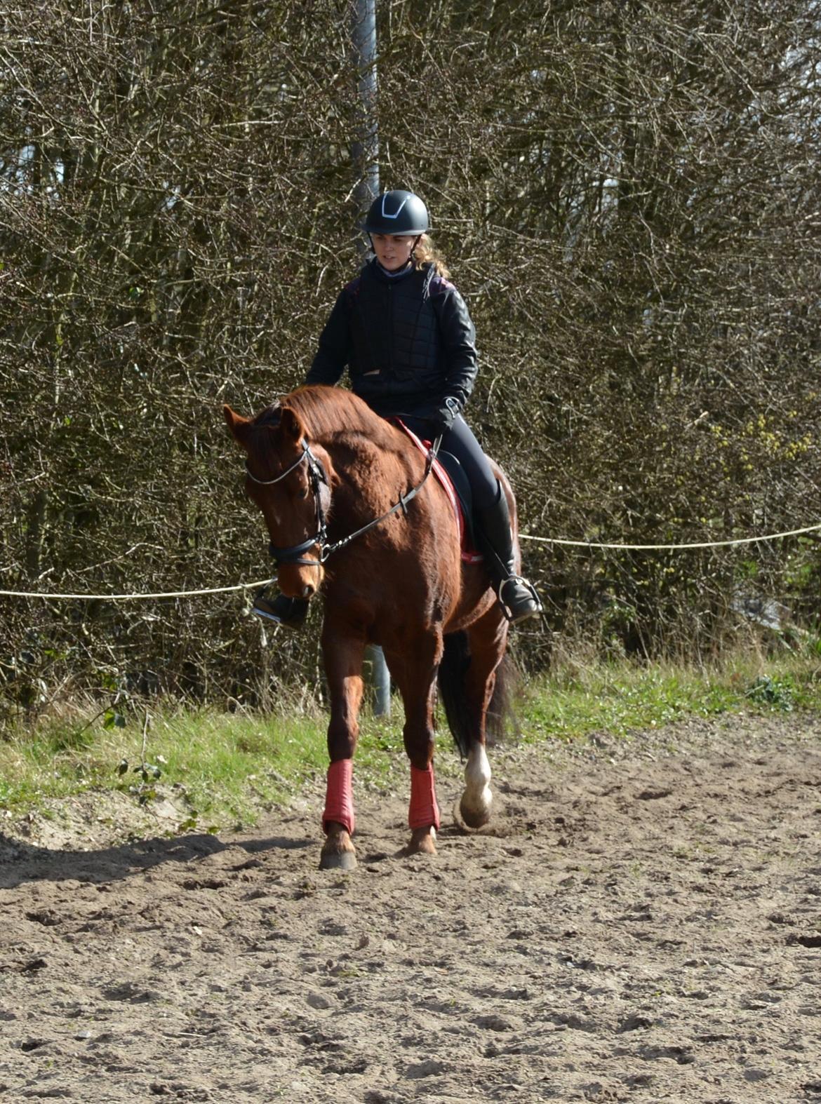 Hollandsk Varmblod Gunette billede 11