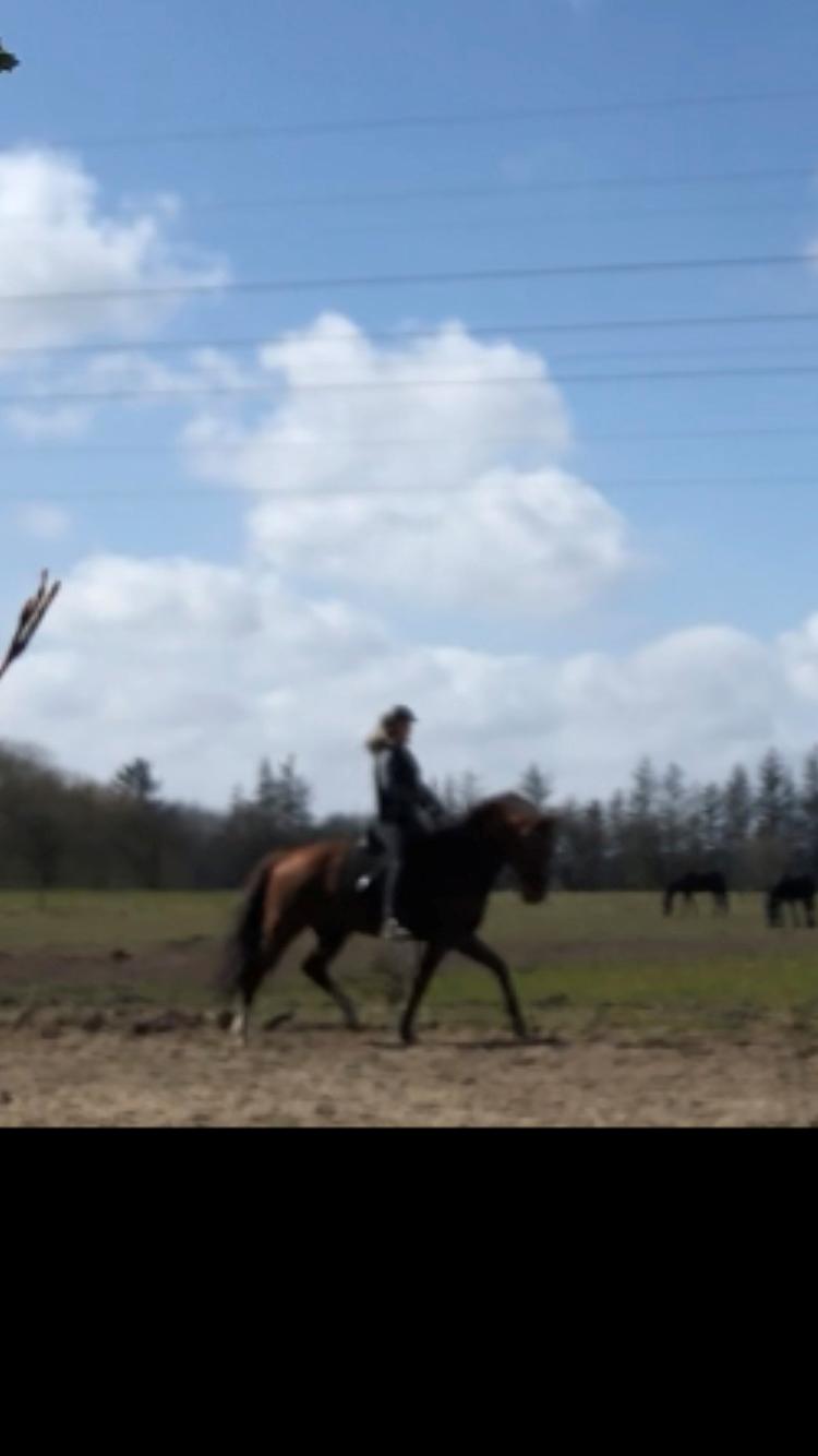 Hollandsk Varmblod Gunette billede 9