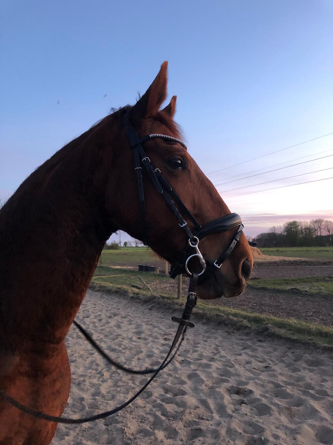 Hollandsk Varmblod Gunette billede 10