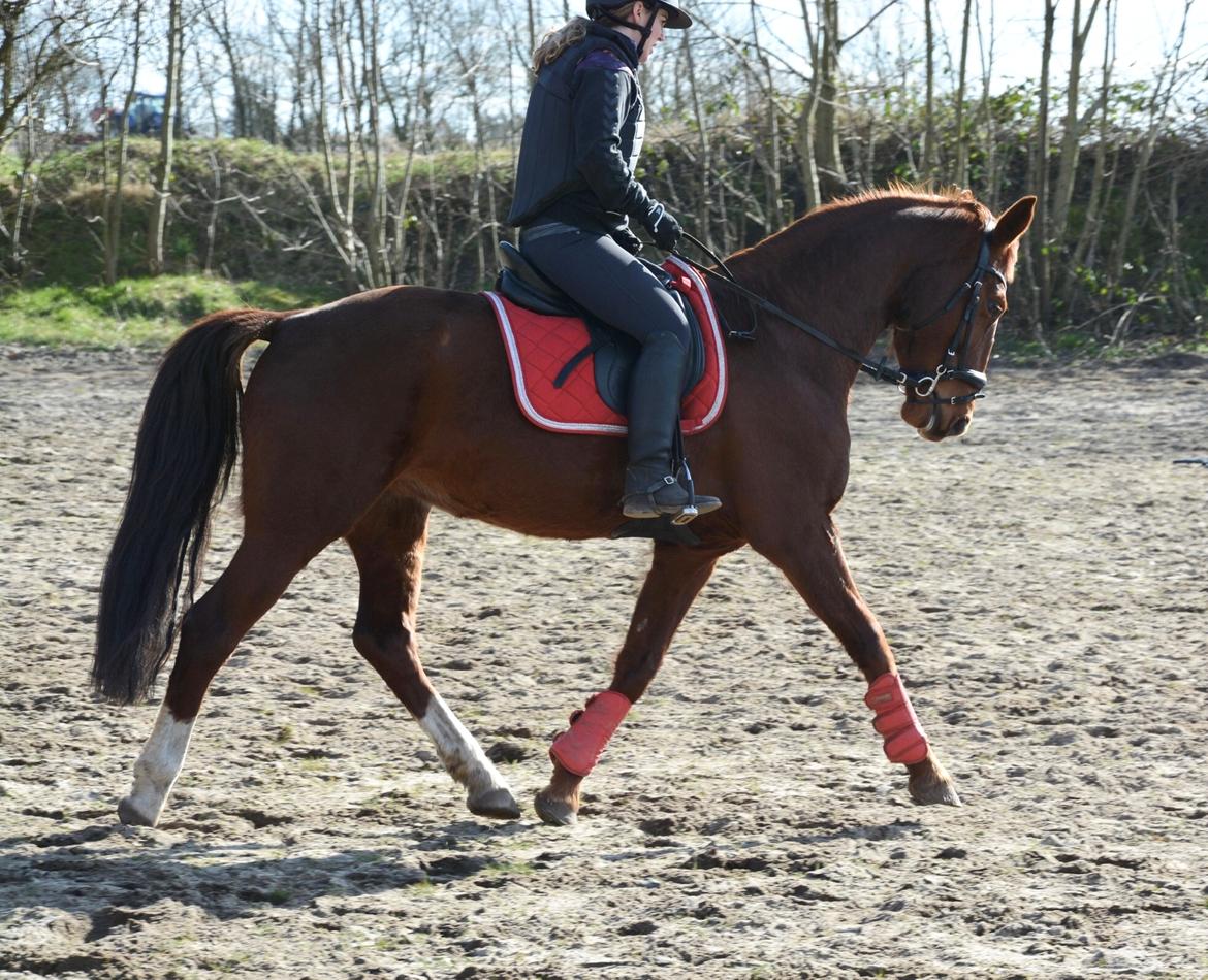 Hollandsk Varmblod Gunette billede 13