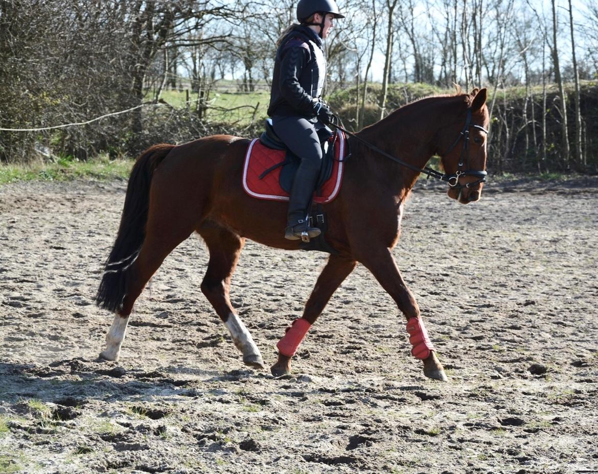 Hollandsk Varmblod Gunette billede 7