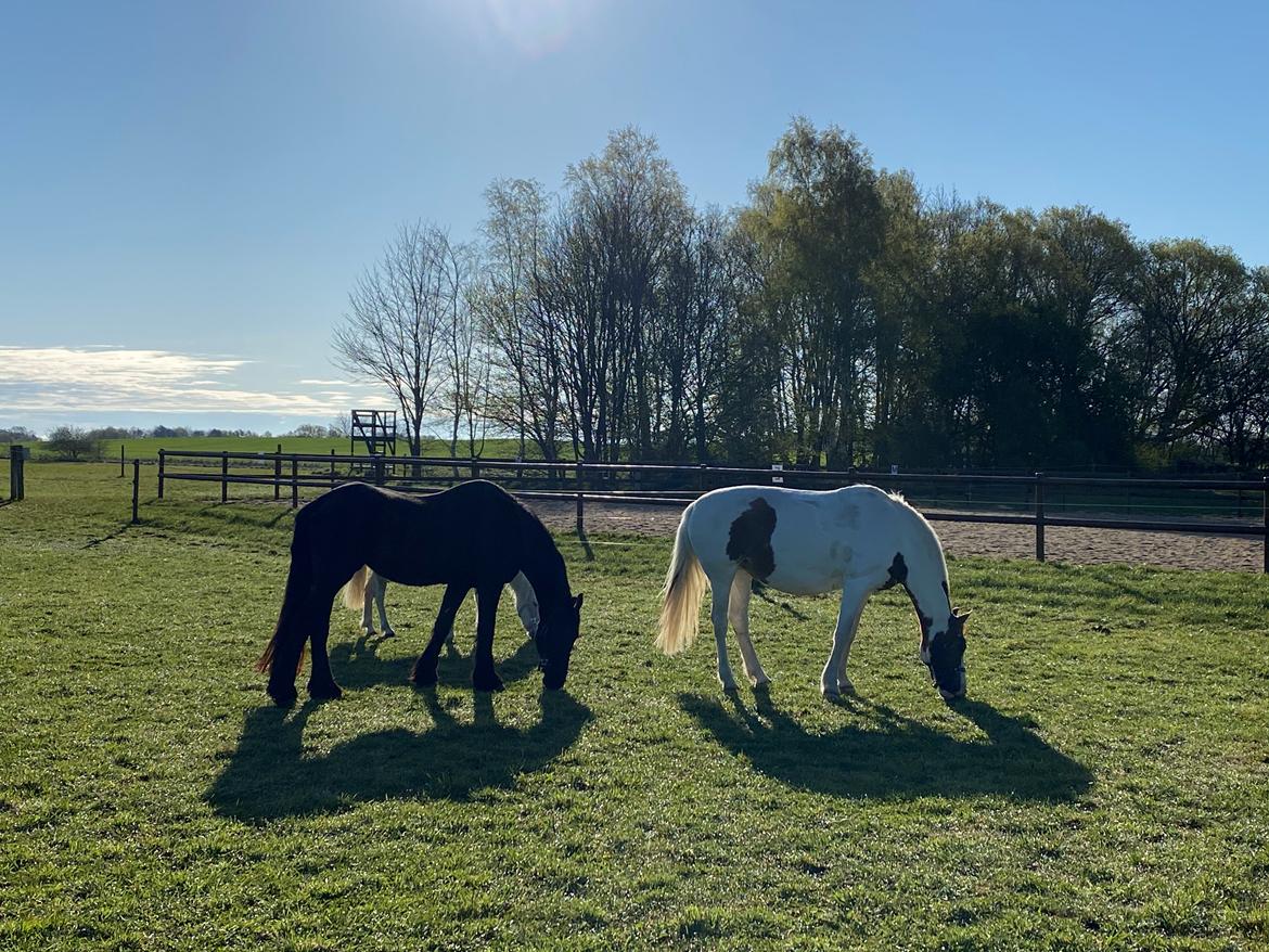 Frieser Altruida K - Soya på fold med Freja og Isabella - april 2020 billede 8