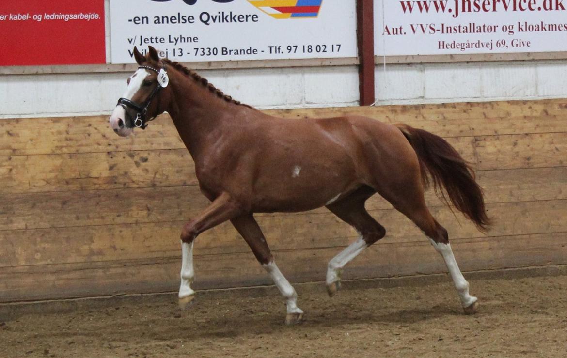 Frederiksborg Nefertari  billede 6