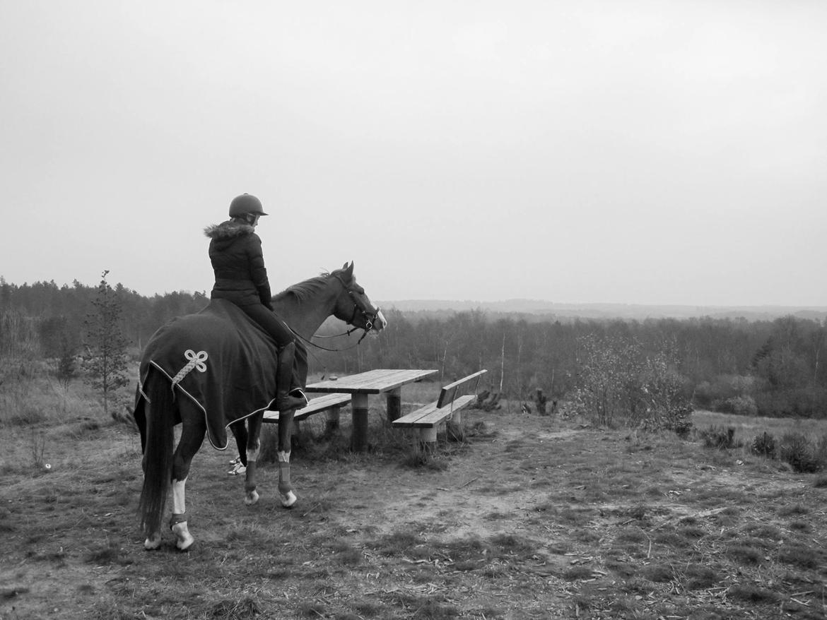 Frederiksborg Nefertari  billede 9