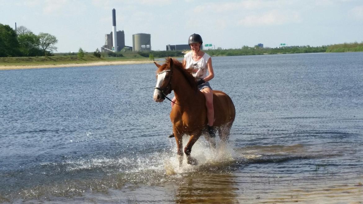 Frederiksborg Nefertari  billede 11