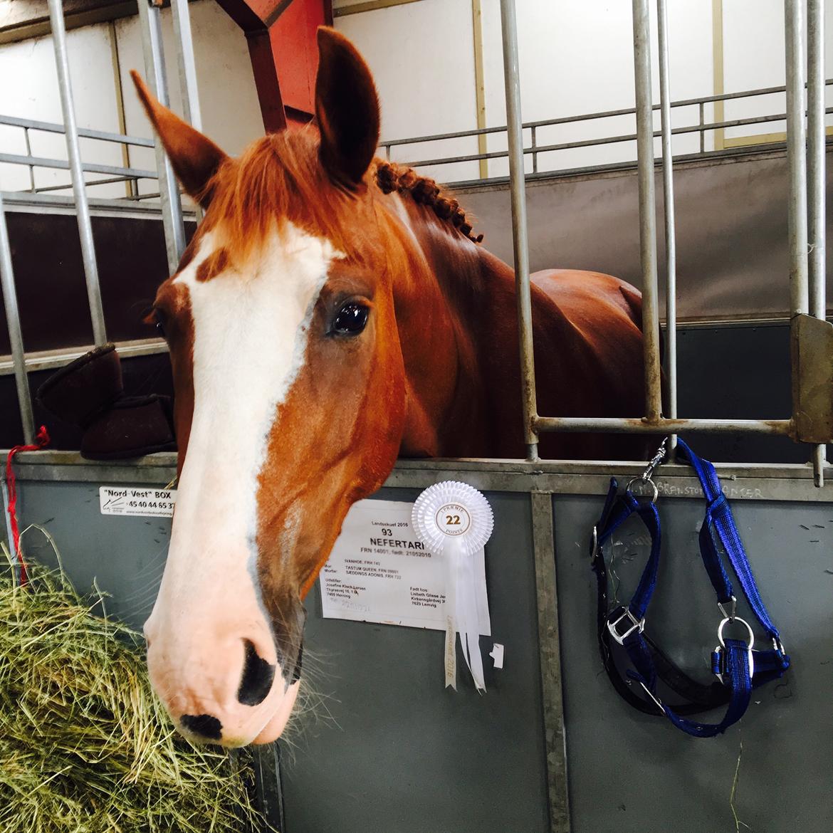 Frederiksborg Nefertari  billede 13