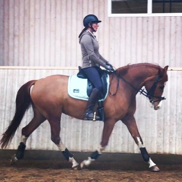 Frederiksborg Nefertari  billede 14