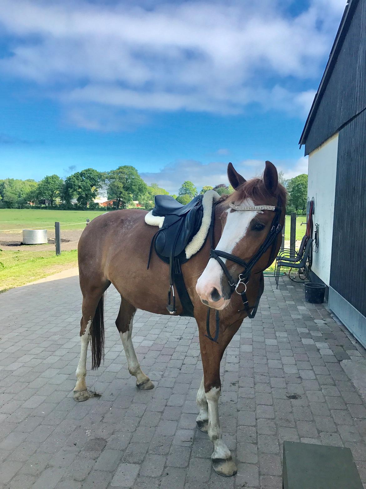 Frederiksborg Nefertari  billede 18