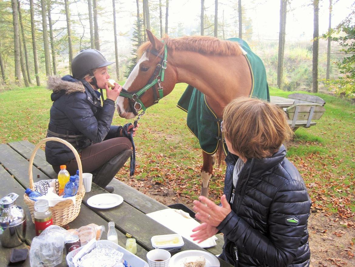 Frederiksborg Nefertari  billede 8
