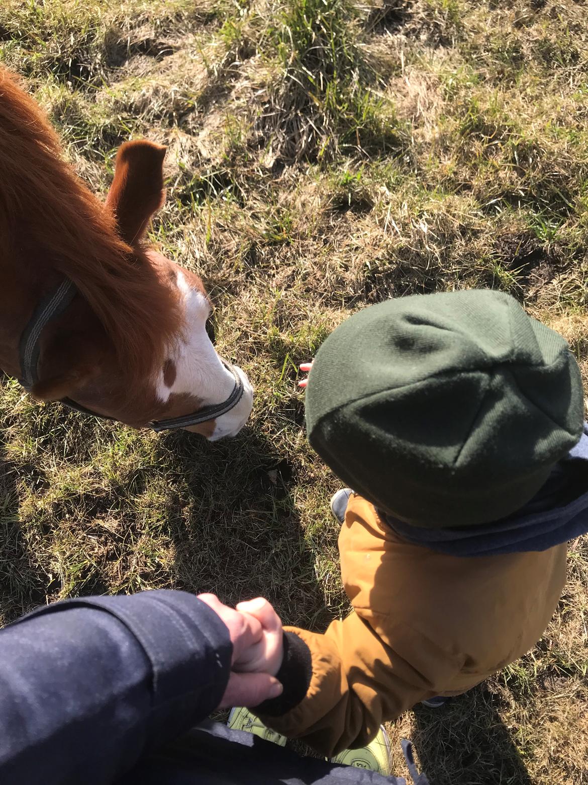 Frederiksborg Nefertari  billede 16