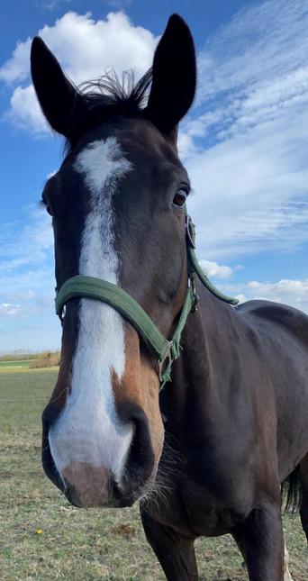 Dansk Varmblod Deefact - lau - Laus første dag hos os.  billede 1