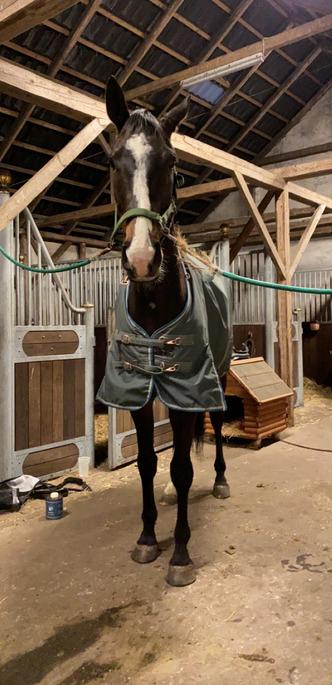 Dansk Varmblod Deefact - lau billede 3