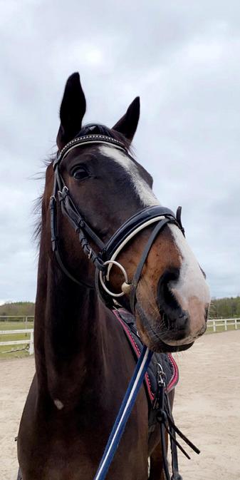 Dansk Varmblod Deefact - lau - Første træning herhjemme, hvor alt var nyt og spændende billede 4