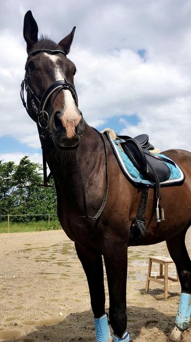 Dansk Varmblod Deefact - lau - Da jeg red Lau hos tidligere ejer billede 2