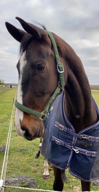 Dansk Varmblod Deefact - lau billede 6