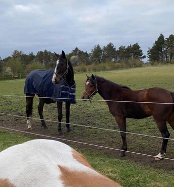 Dansk Varmblod Deefact - lau billede 7