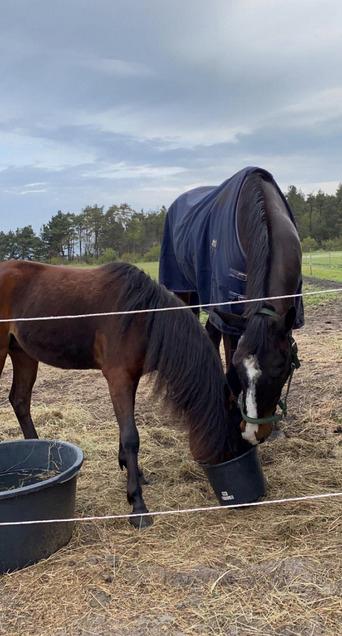 Dansk Varmblod Deefact - lau - Lau med sin foldmakker Junior, de er bedste venner billede 8