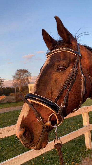 Dansk Varmblod Deefact - lau billede 9