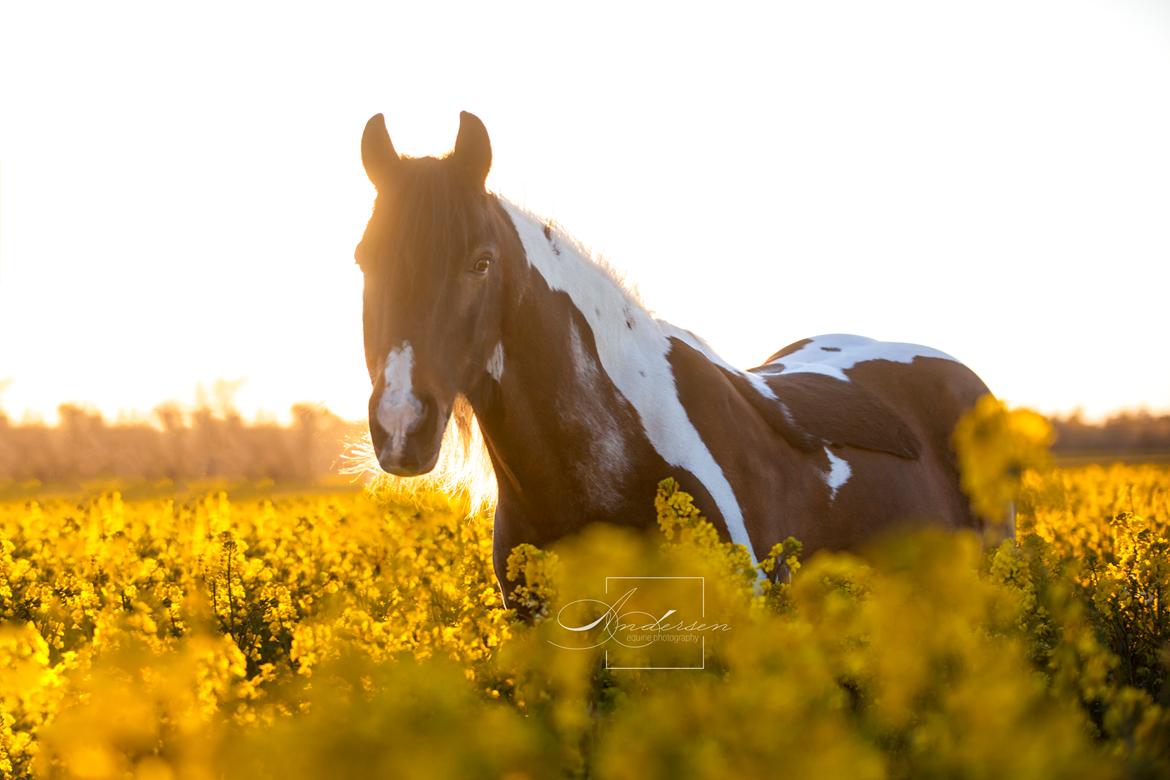 Irish Cob Dancer billede 1