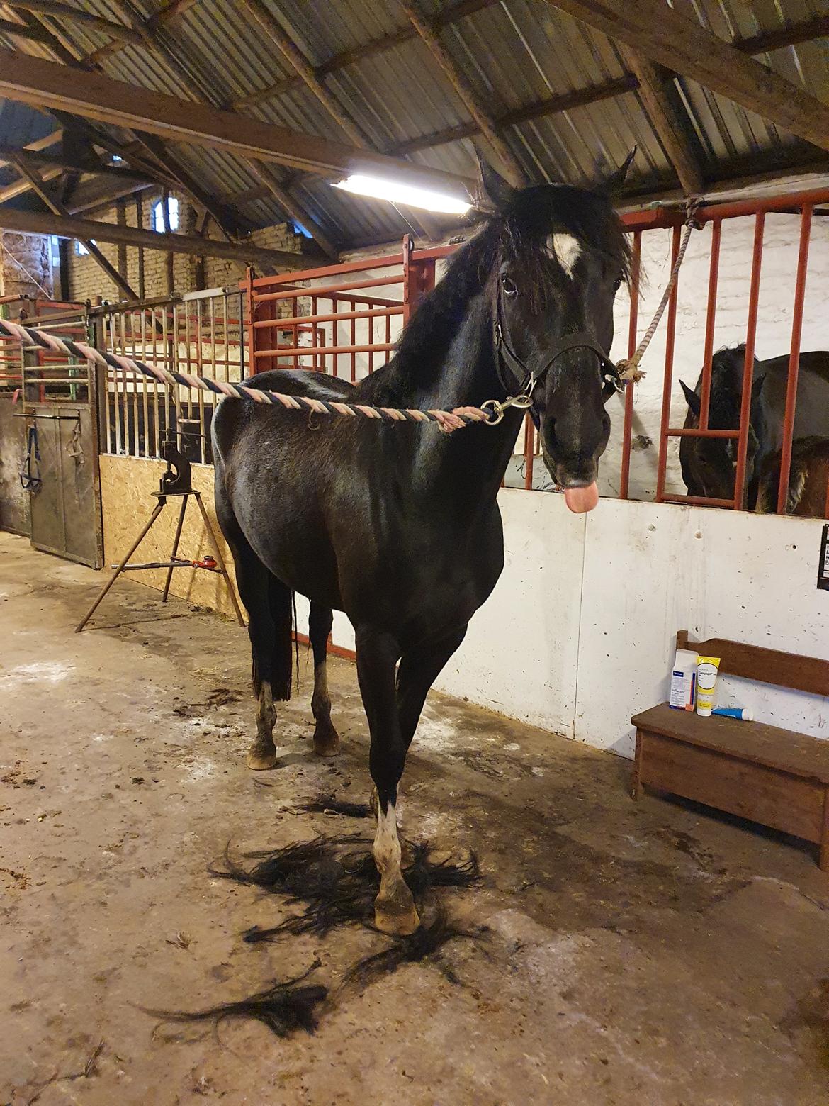 Welsh Partbred (Sec F) Struntze´s Good Point BRSDH 836 billede 42