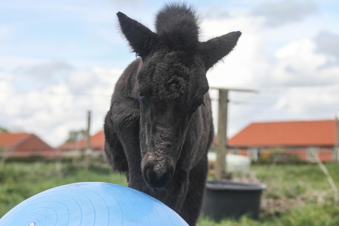Islænder Litli Litfari fra Bach - ... gad vide hvordan man får den til at trille? billede 11