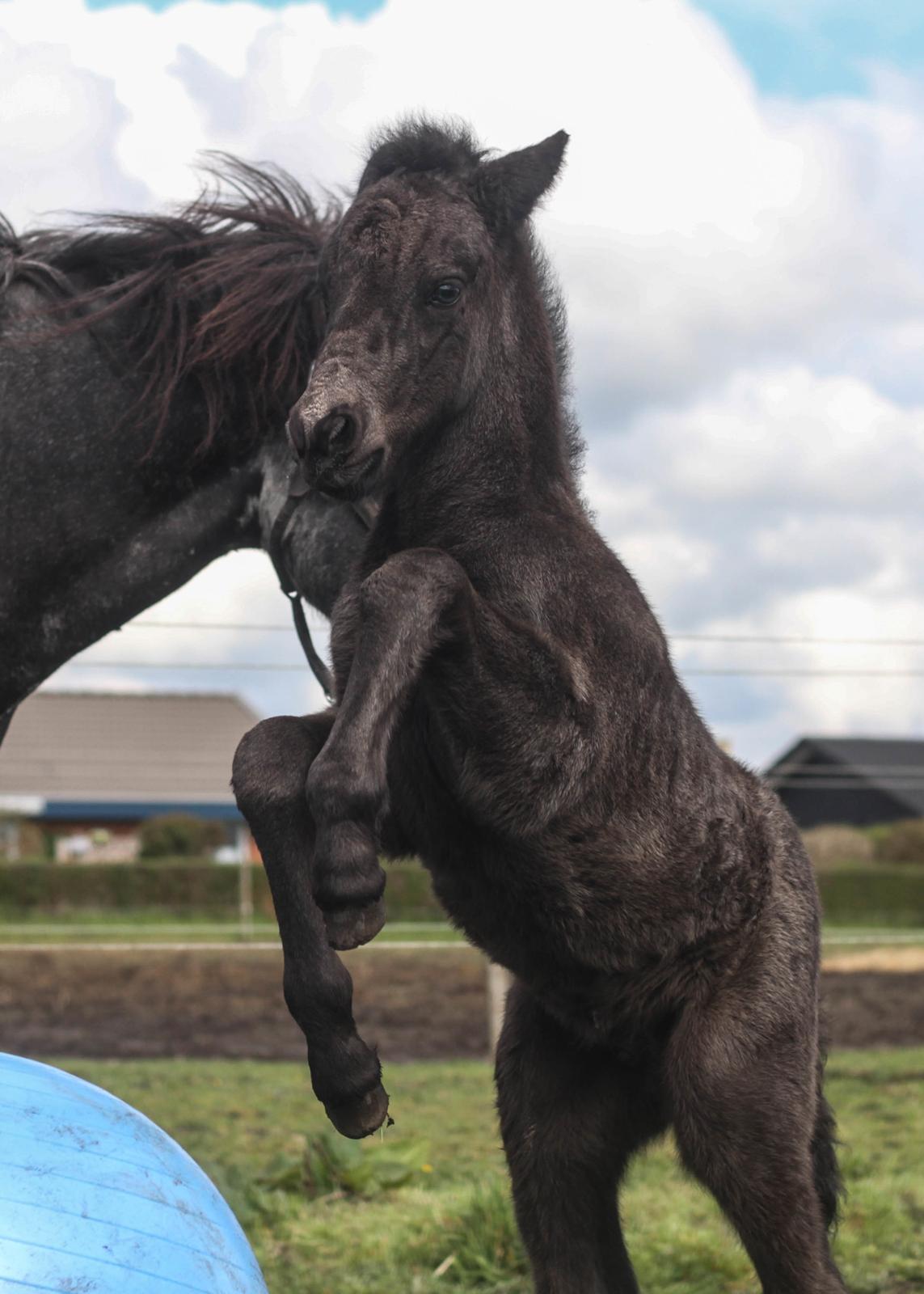 Islænder Litli Litfari fra Bach - Øøøøøj jeg er en stor og farlig hingst!! billede 14