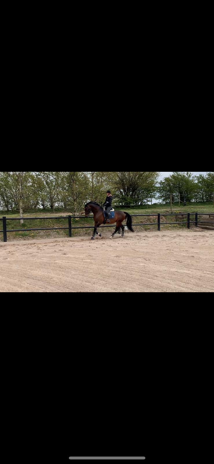 Dansk Varmblod Calibra-agg billede 19