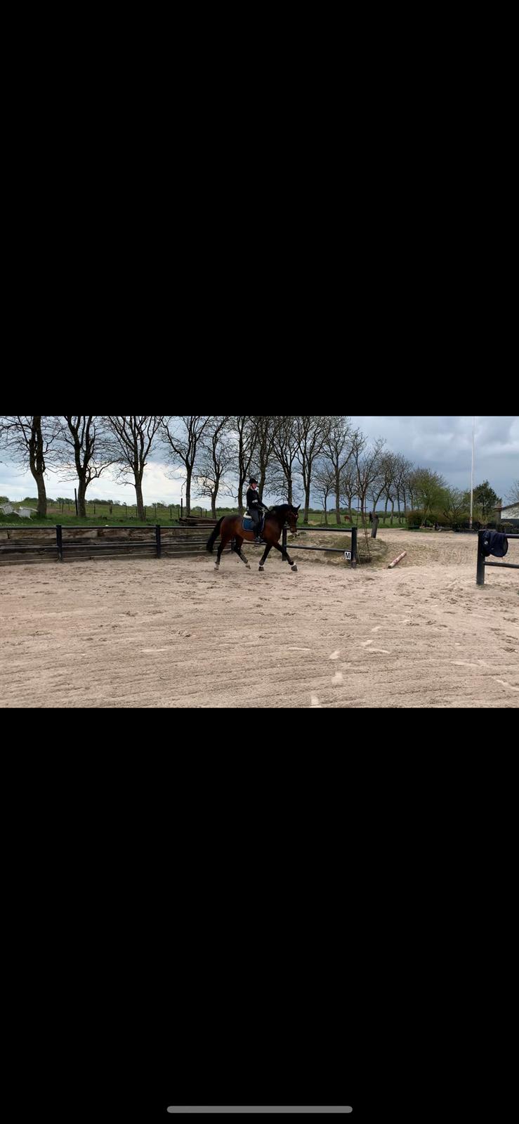 Dansk Varmblod Calibra-agg billede 18