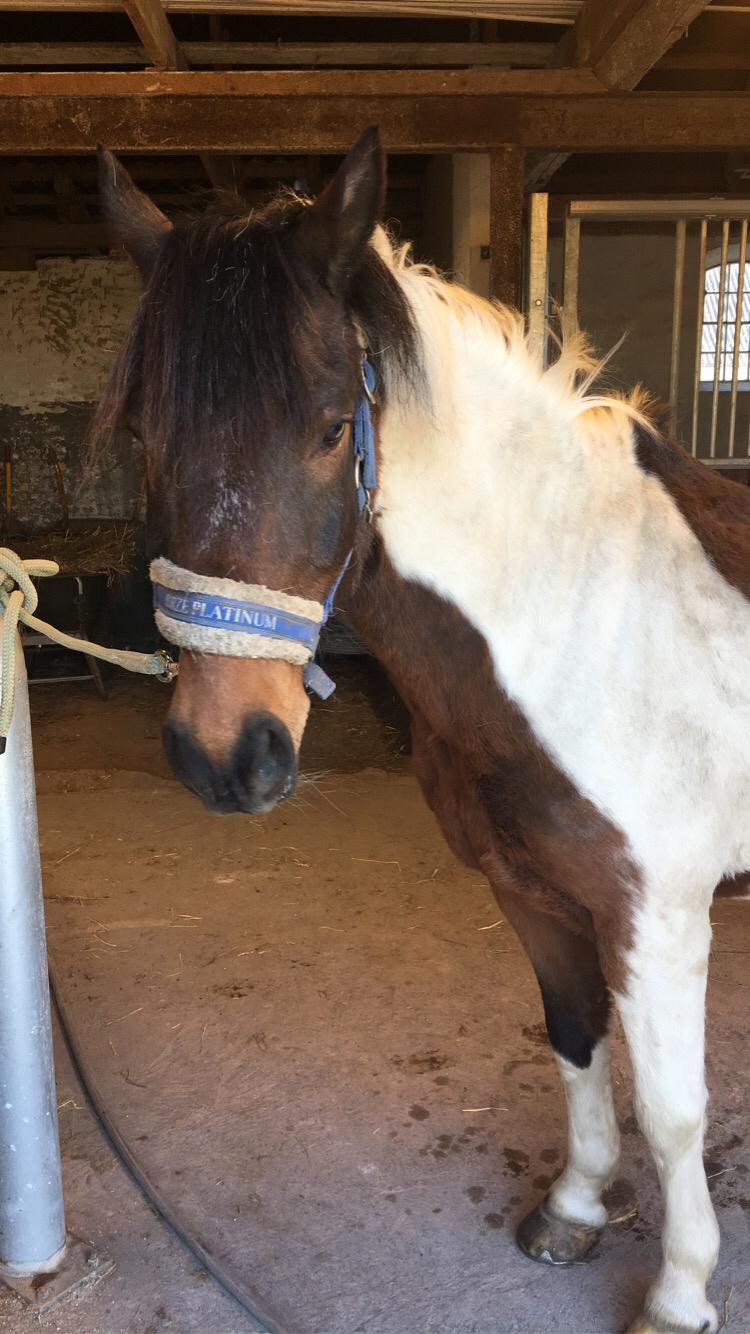 Pinto Leonardo billede 14