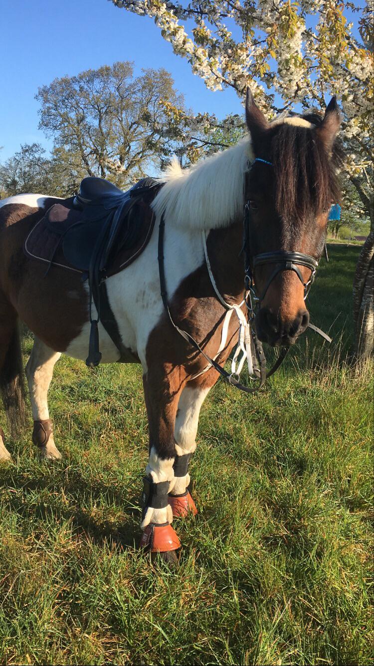 Pinto Leonardo billede 15