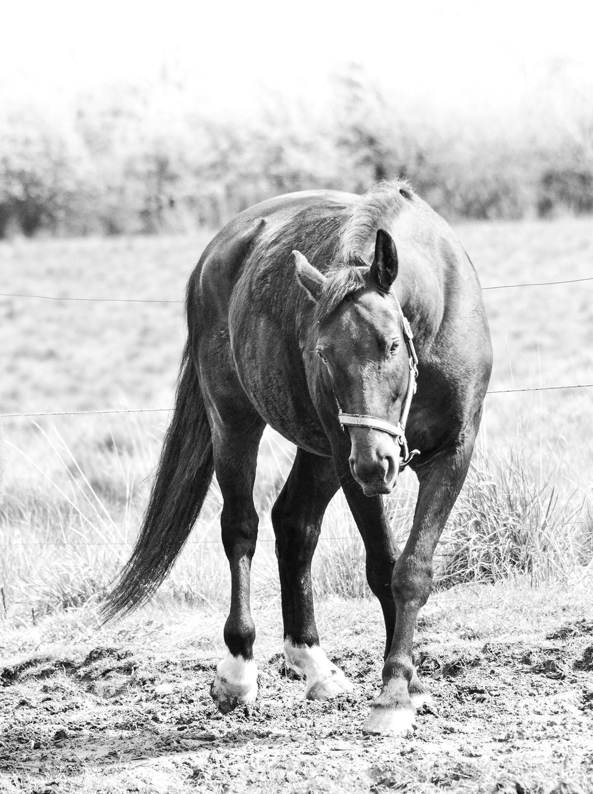 Anden særlig race Nyskovens silas af skovsøgård billede 10