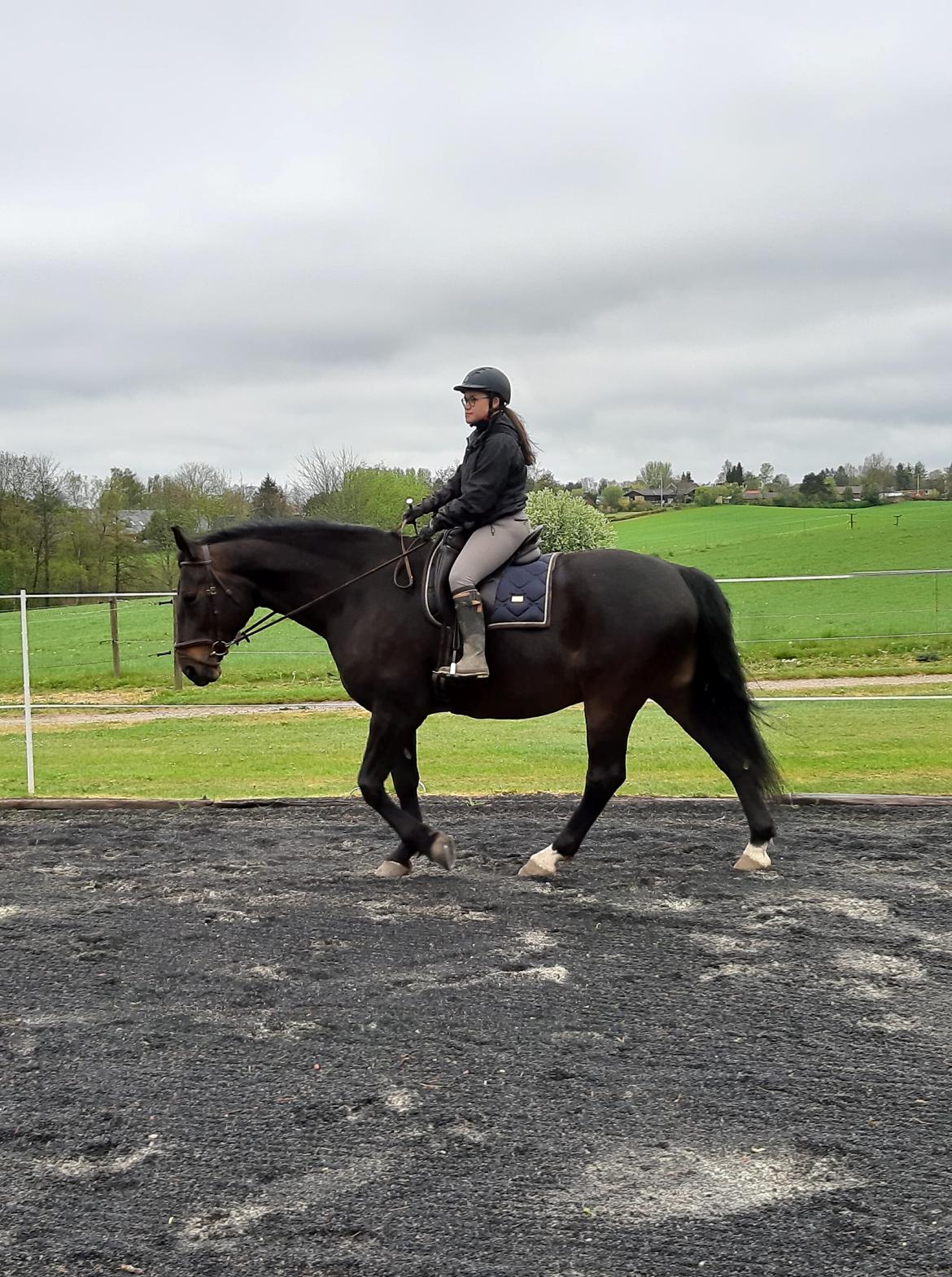 Anden særlig race Nyskovens silas af skovsøgård billede 6