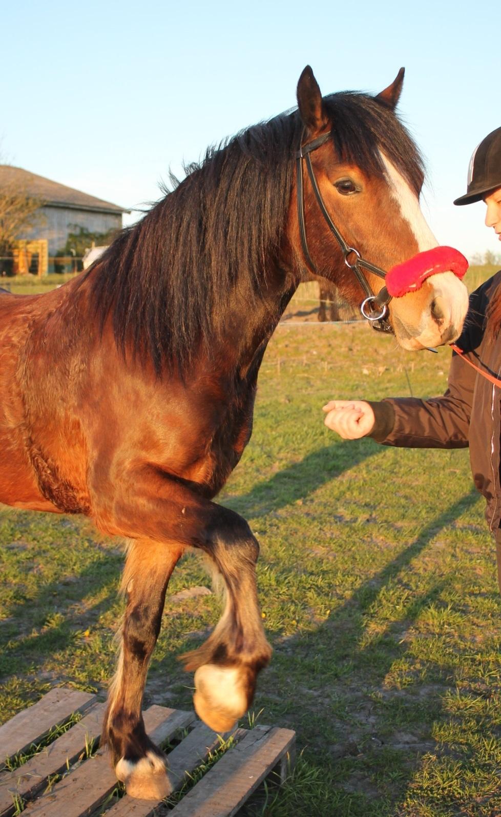 Welsh Pony af Cob-type (sec C) Flynn Rider billede 40