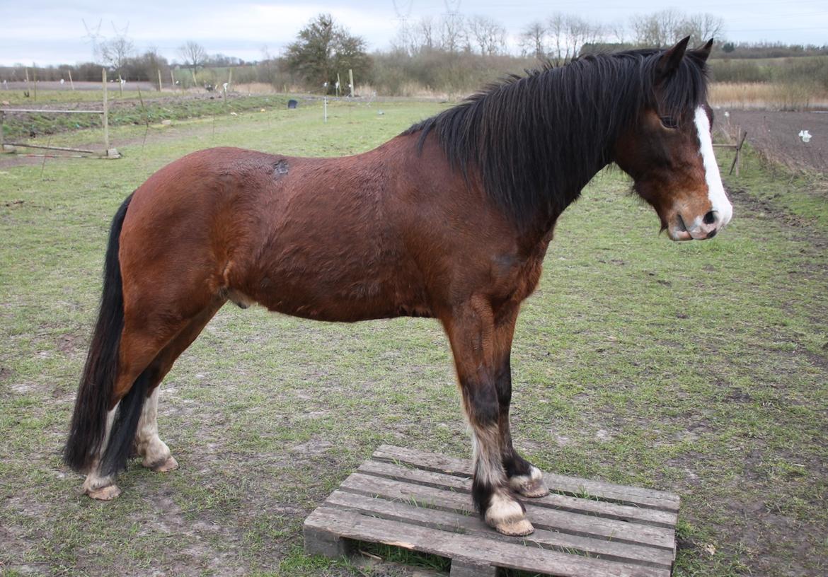 Welsh Pony af Cob-type (sec C) Flynn Rider billede 20