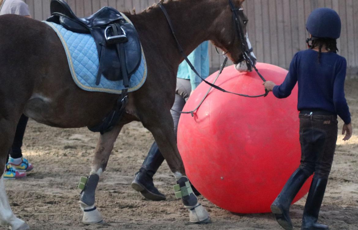 Anden særlig race La Petit Rouge - Petit hestefoldbold billede 11