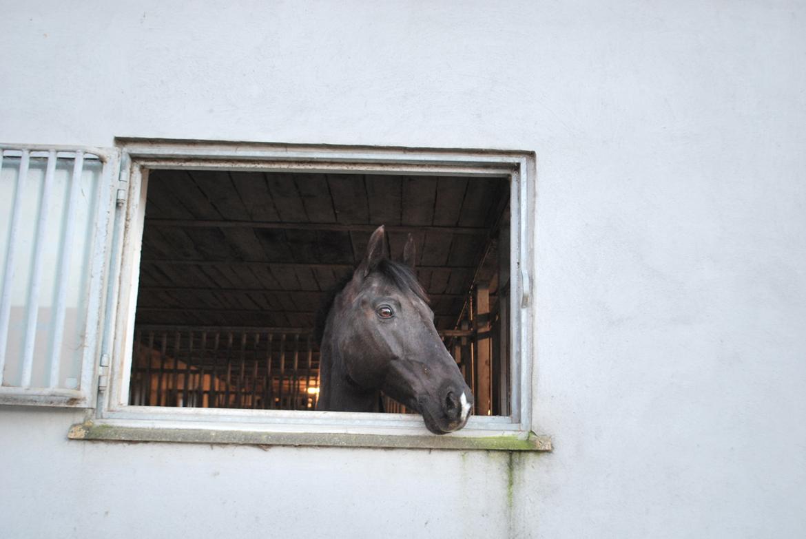 DSP Vasehøjs Lancelot billede 1