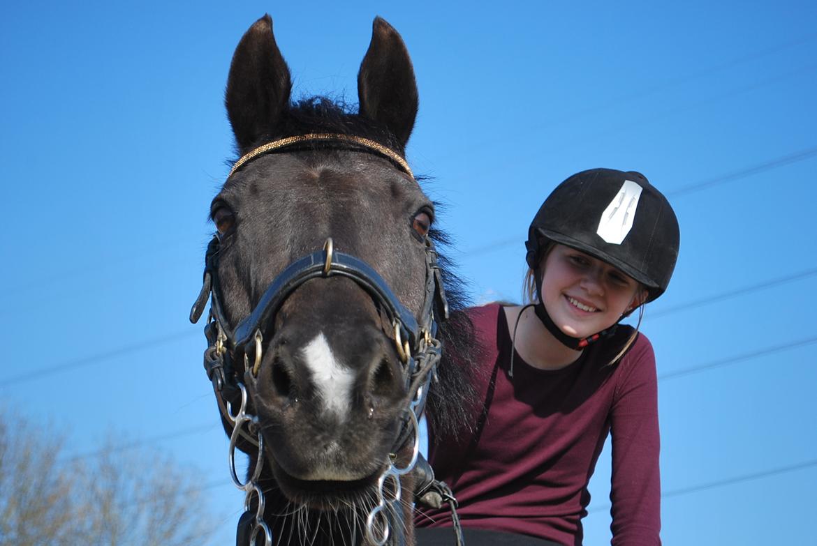 DSP Vasehøjs Lancelot billede 2