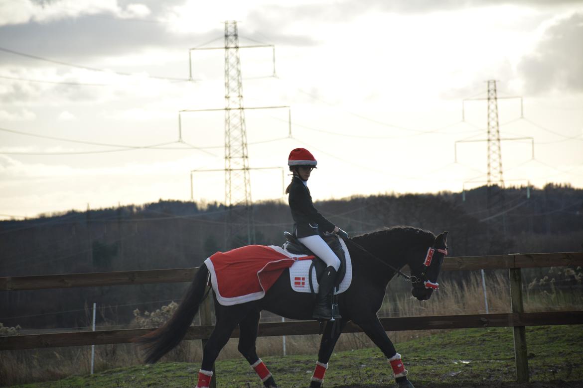 DSP Vasehøjs Lancelot billede 3